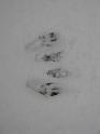 2008-12-07_First_Snow 015